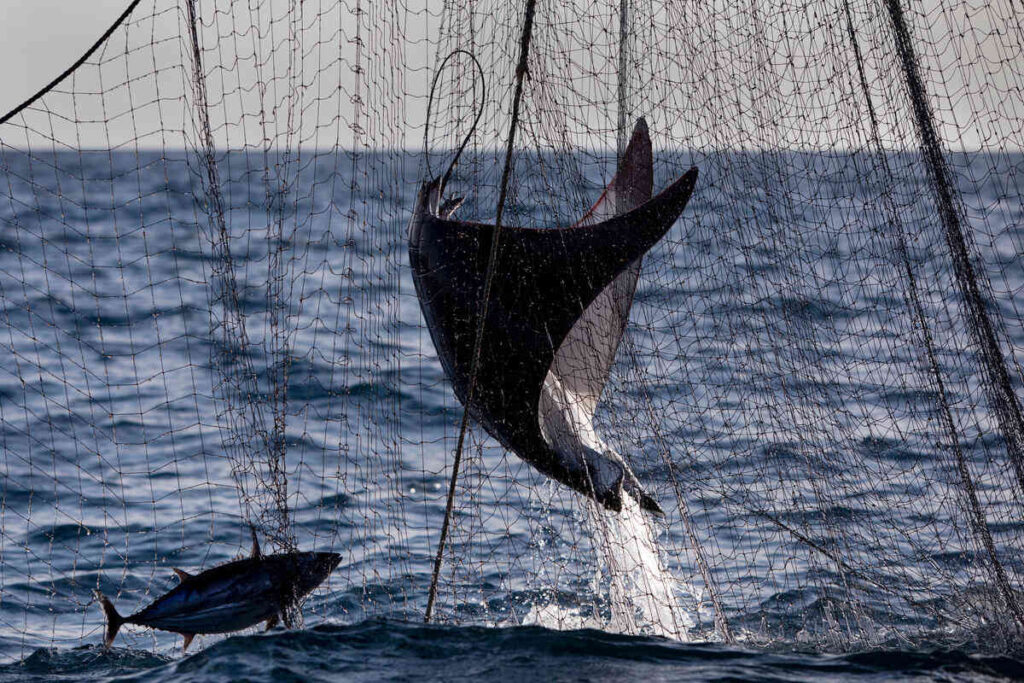 Tecniche dannose di pesca nell'Oceano Indiano, documentate da Greenpeace